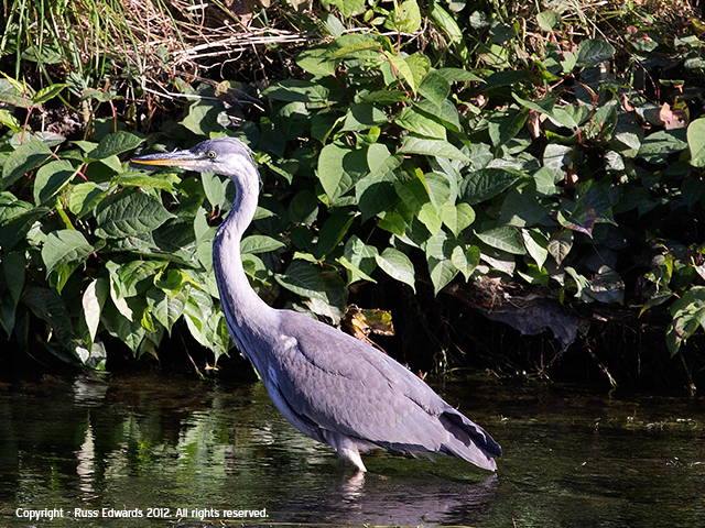 grey heron
